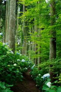 紫陽花の写真