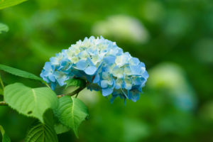 紫陽花の写真