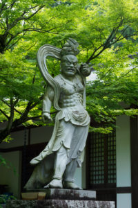 新緑の写真