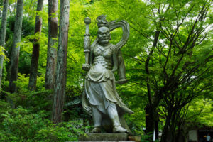 新緑の写真