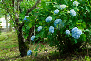 紫陽花の写真