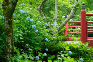 紫陽花の写真