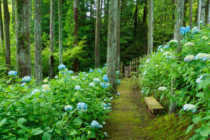 紫陽花の写真