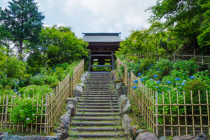 紫陽花の写真