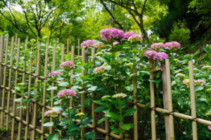 紫陽花の写真