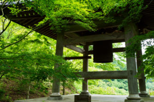 新緑の写真