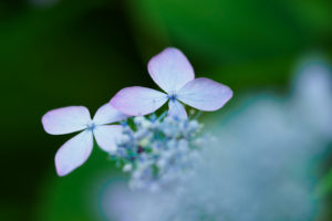 紫陽花の写真