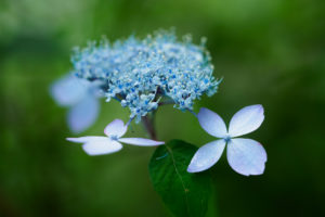 紫陽花の写真
