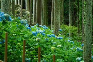 紫陽花の写真