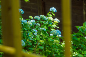 紫陽花の写真