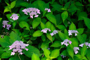 紫陽花の写真