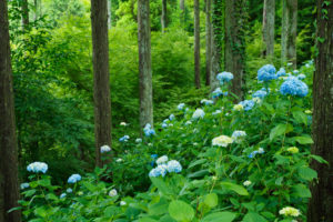 紫陽花の写真