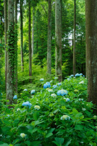 紫陽花の写真