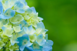 紫陽花の写真