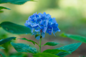紫陽花の写真