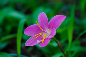 季節の花の写真