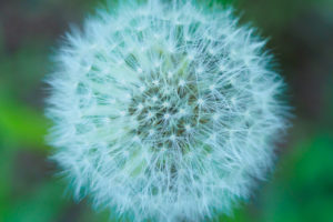 季節の花の写真