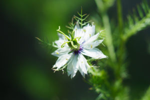 季節の花の写真