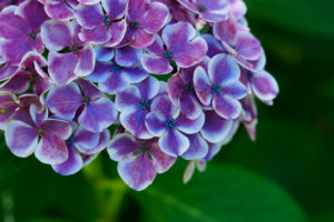 紫陽花の写真