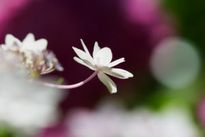紫陽花の写真