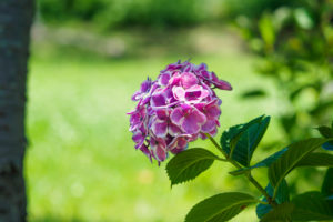 紫陽花の写真