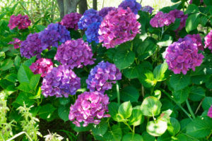 紫陽花の写真