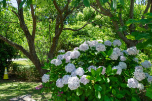 紫陽花の写真