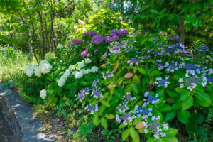 紫陽花の写真