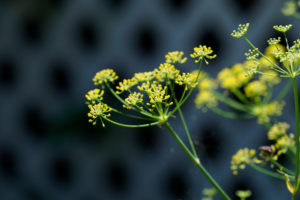 季節の花の写真