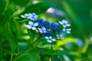 紫陽花の写真