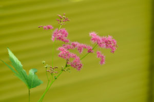 季節の花の写真