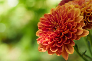 季節の花の写真
