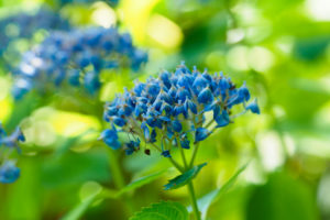 季節の花の写真