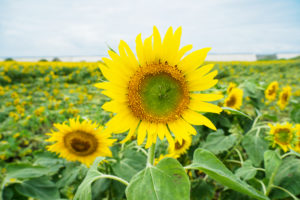 ひまわりの写真