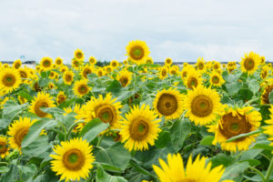 ひまわりの写真