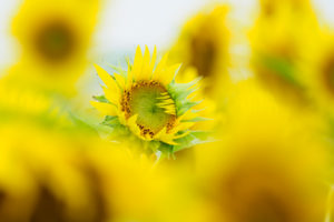 ひまわりの写真