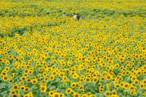 ひまわりの写真