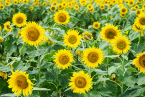 ひまわりの写真