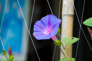 季節の花の写真