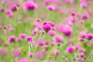 季節の花の写真
