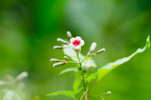 季節の花の写真