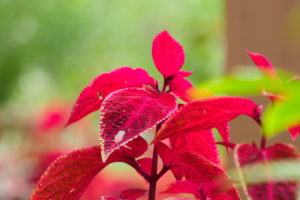 季節の花の写真