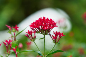 季節の花の写真