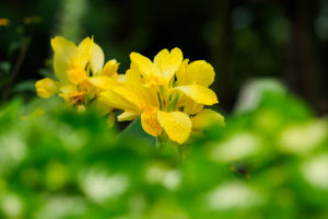 季節の花の写真