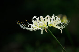 季節の花の写真