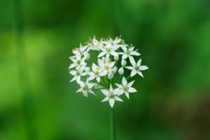 季節の花の写真