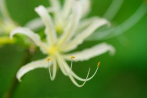 季節の花の写真