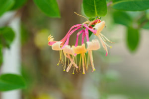季節の花の写真
