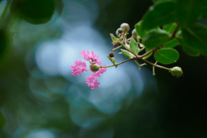 季節の花の写真