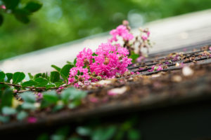 季節の花の写真